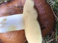 Suillus brevipes image