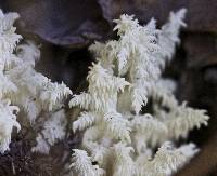 Hericium coralloides image