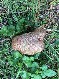 Boletus chrysenteron image