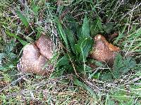 Boletus chrysenteron image