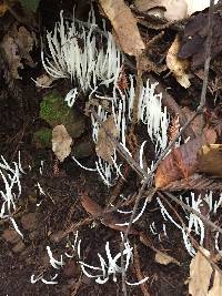 Clavaria fragilis image