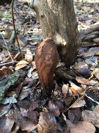 Chorioactis geaster image