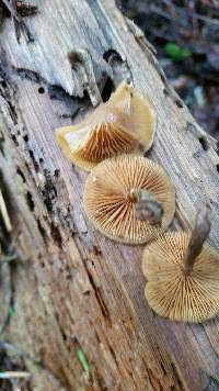 Galerina marginata image