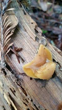 Galerina marginata image