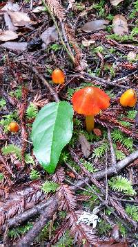 Hygrocybe singeri image