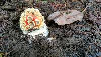 Amanita muscaria image