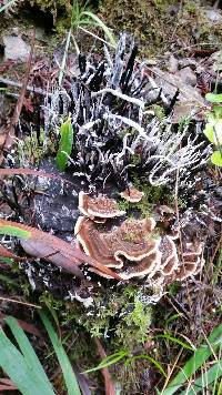 Xylaria hypoxylon image