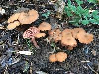 Laccaria laccata image