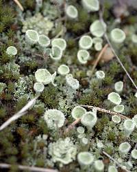 Cladonia chlorophaea image