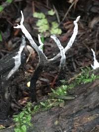 Xylaria hypoxylon image