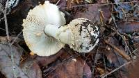 Amanita muscaria image