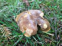 Suillus ponderosus image