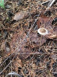 Psathyrella corrugis image