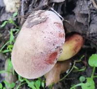 Hypomyces chrysospermus image