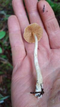 Galerina marginata image