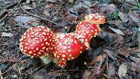 Amanita muscaria image