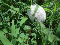 Lycoperdon marginatum image