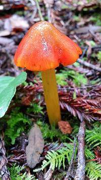 Hygrocybe singeri image