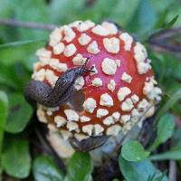 Amanita muscaria image