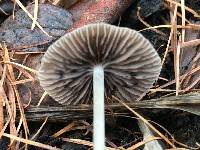 Psathyrella corrugis image