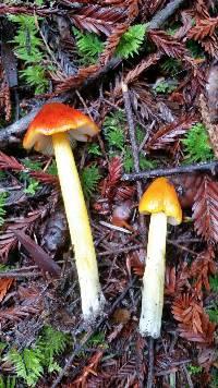 Hygrocybe singeri image