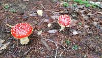 Amanita muscaria image