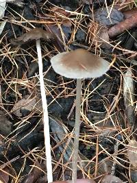 Psathyrella corrugis image