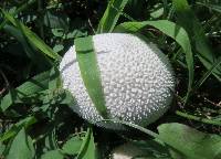 Lycoperdon marginatum image