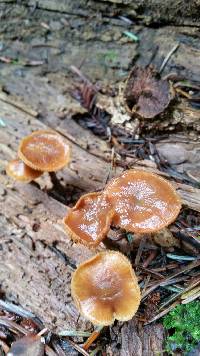 Galerina marginata image