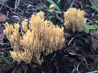 Ramaria sandaracina image