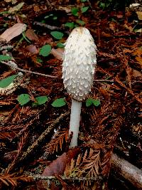 Coprinus comatus image