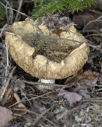 Russula brevipes image