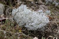 Cladonia rangiferina image