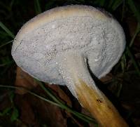 Hypomyces chrysospermus image