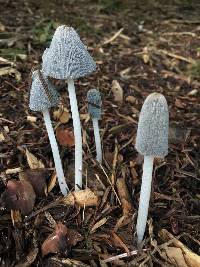 Coprinopsis lagopus image