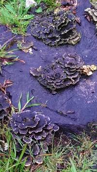 Trametes versicolor image