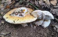 Amanita calyptroderma image