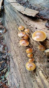 Galerina marginata image