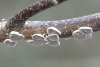 Schizophyllum commune image