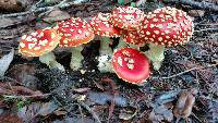Amanita muscaria image