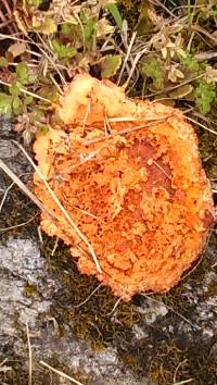 Pycnoporus coccineus image