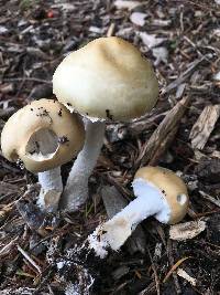 Stropharia ambigua image