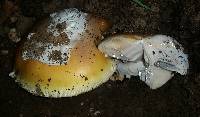 Amanita calyptroderma image