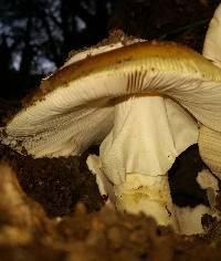 Amanita calyptroderma image