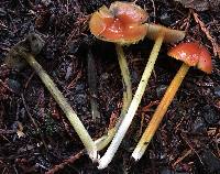 Hygrocybe singeri image