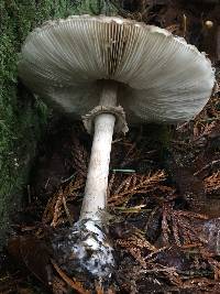 Chlorophyllum olivieri image