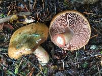 Lactarius deliciosus image