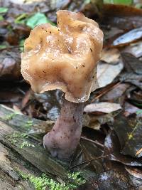 Gyromitra infula image