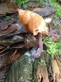 Gyromitra infula image