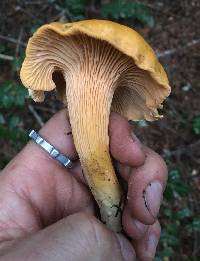 Cantharellus formosus image